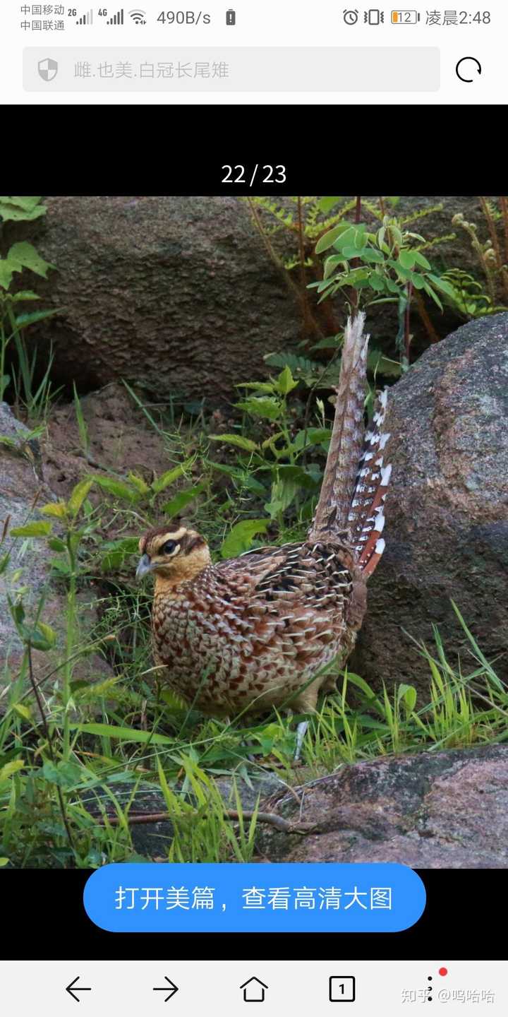 这是白冠长尾雉雌鸟