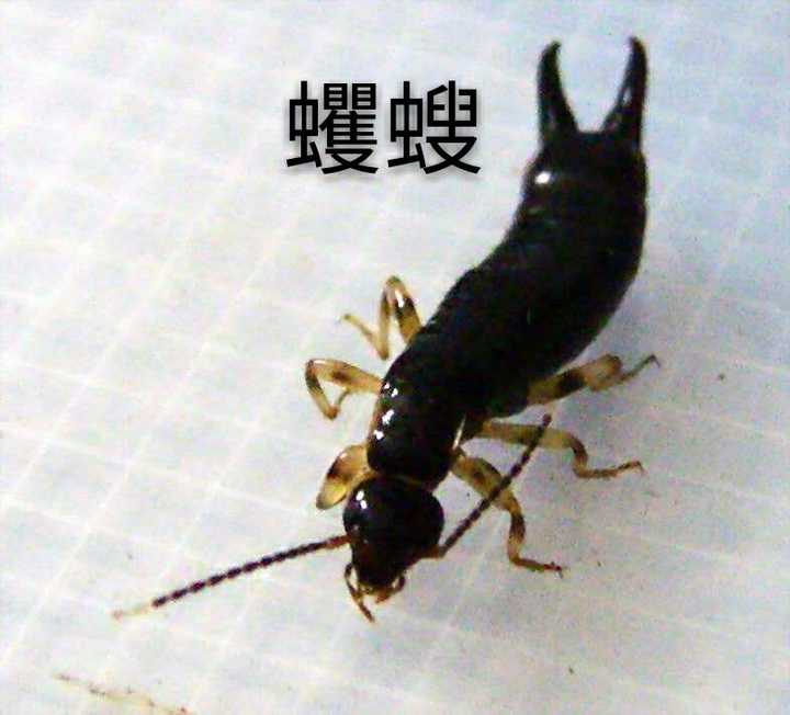 百度,如有侵权请告诉我,我删掉 蝼蛄,特点是前足特化成强壮的开掘足