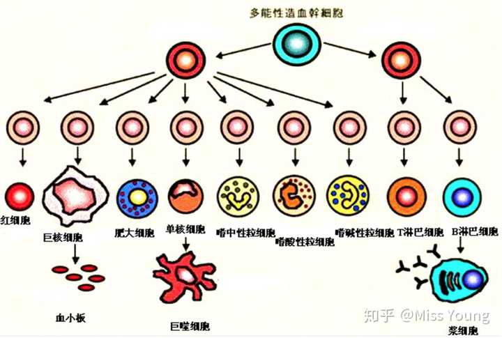 可以分化成很多不同功能的细胞,比如干细胞可以分化成白细胞,脂肪细胞