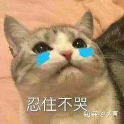 你平常聊天会用哪些「生无可恋」的表情包?
