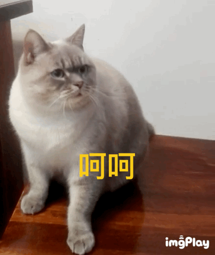 你的猫咪生无可恋的表情是怎样的?