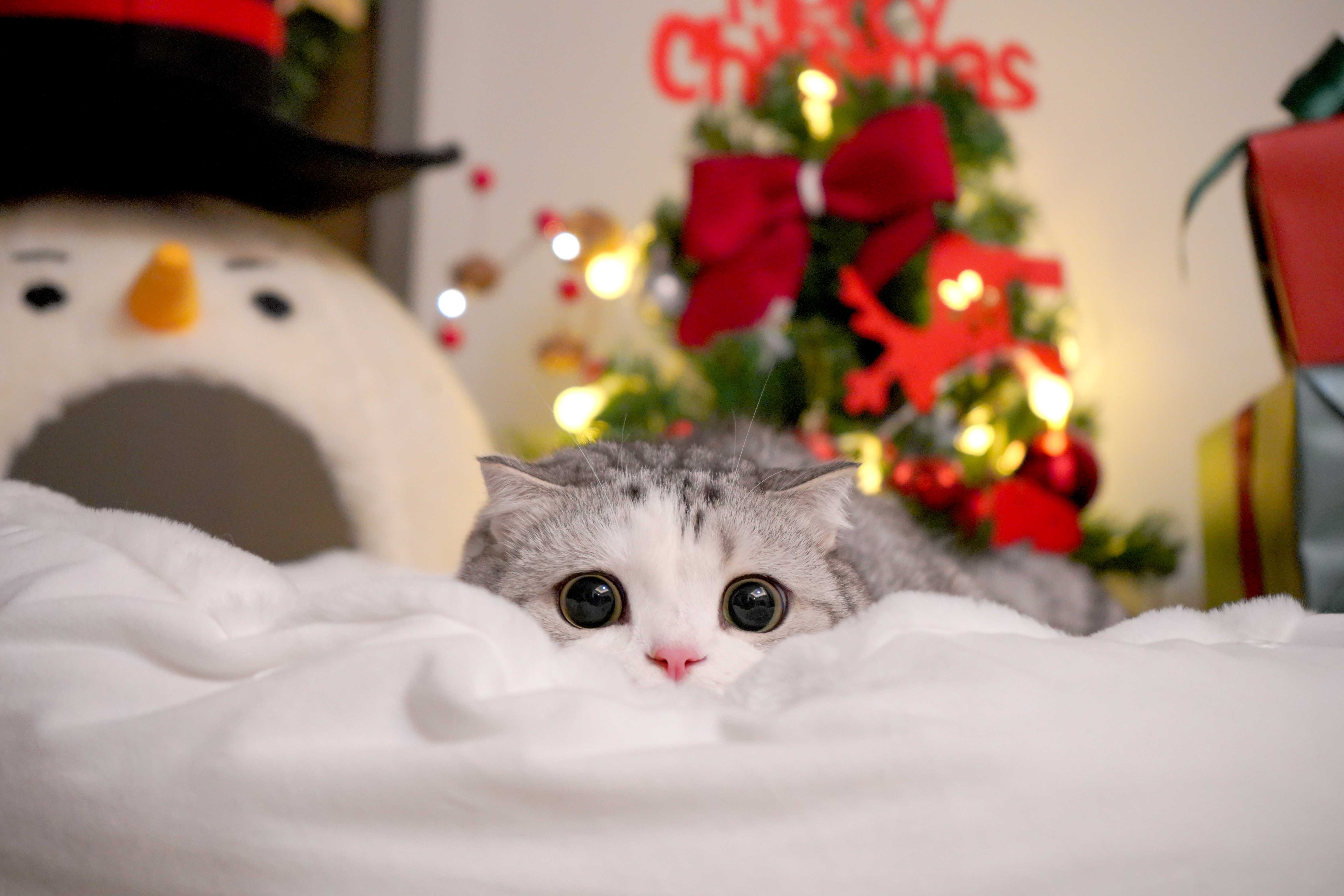 话说世界上有比小泡芙更可爱的猫猫嘛?