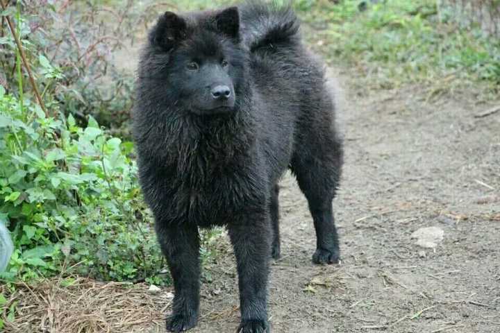 中国本土犬种都有哪些?