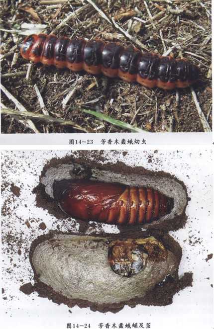 芳香木蠹蛾幼虫,会在土中结茧