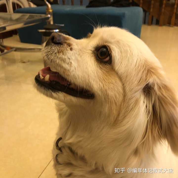 狗会不会和人产生误会然后记恨一辈子