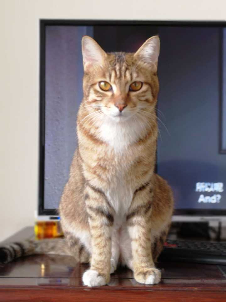 养一只灰色田园猫(不是狸花猫)是一种什么样的体验?