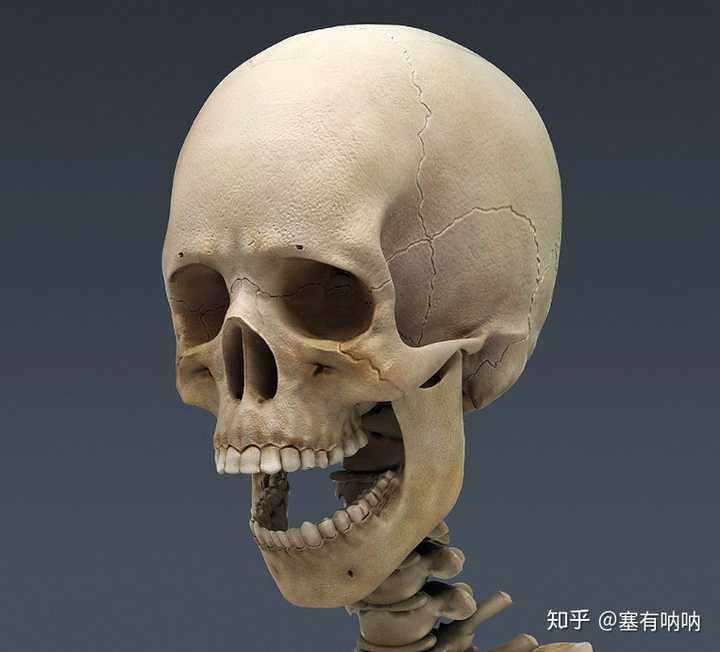 我给大家科普一下,人在成年以后人体骨骼基本就停止生长了,成年人的