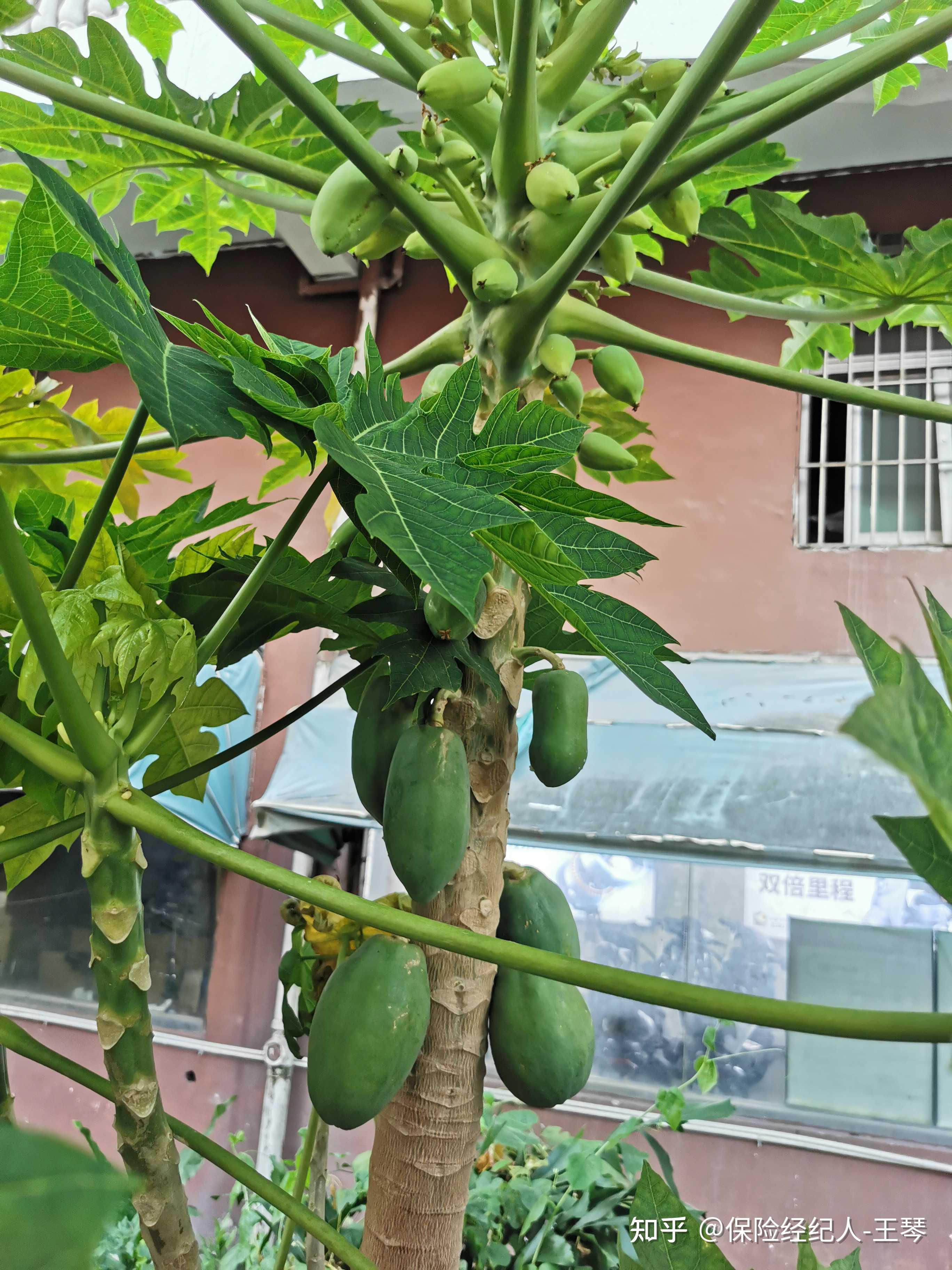 深圳的路边时常可见木瓜树