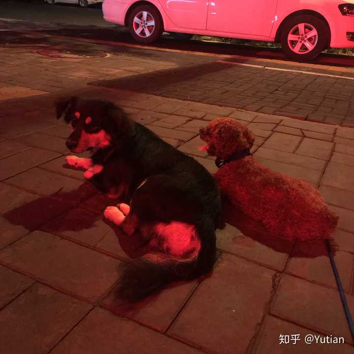 狗狗拥有超强社交能力是一种怎样的体验