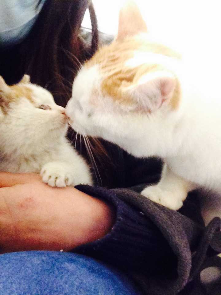 猫可以贱到什么程度?
