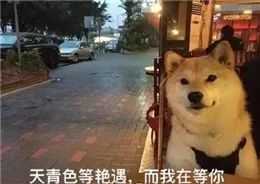 有哪些好玩有趣的表情包?