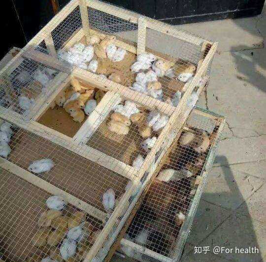 我从来没养过仓鼠,是个完完全全的小白,请问养仓鼠都应该注意什么呀?