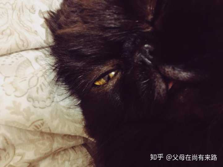 猫咪有点拉软便还有吐毛怎么办?