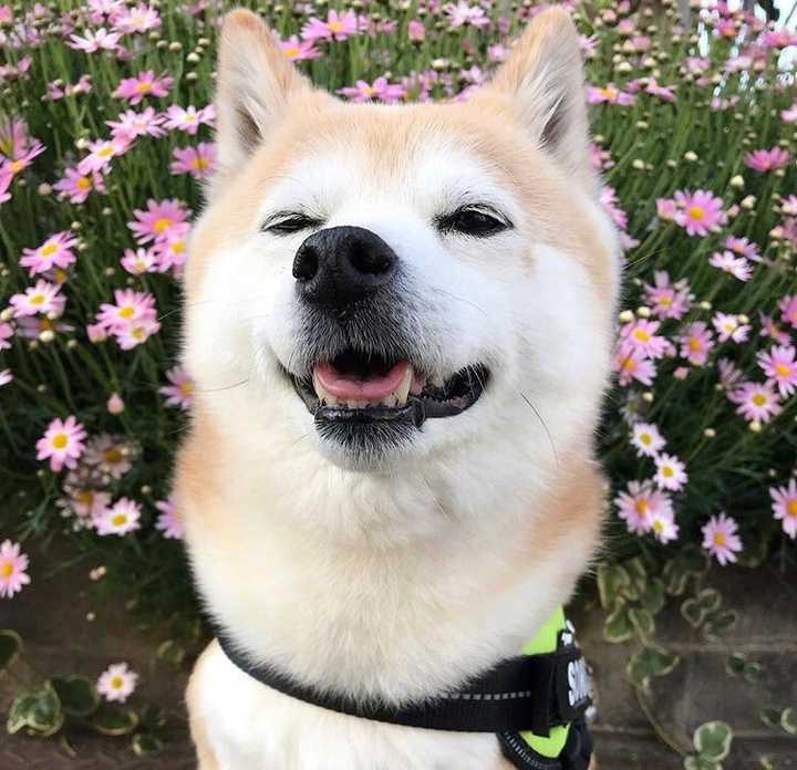 有没有一些柴犬或二哈超可爱的壁纸或头像?