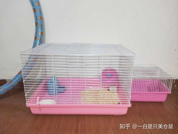 仓鼠会对人产生感情吗?