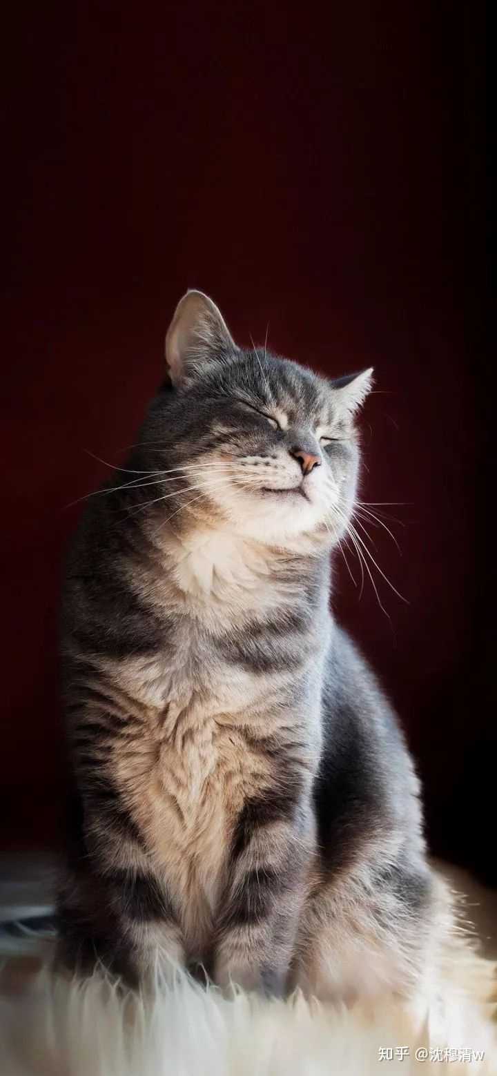 有没有好看的猫咪壁纸或头像?