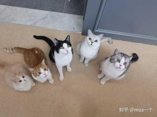 b站花花与三猫catlive算吗,爱它们每只猫!