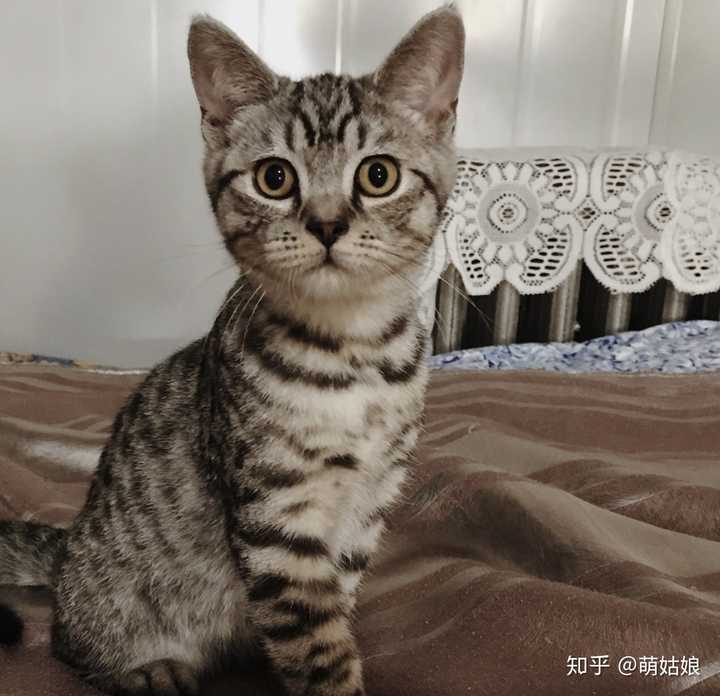 美短和英短杂交好看吗?养猫的来戳戳