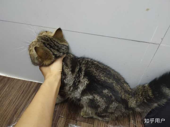猫真的有杀死主人的意图吗?