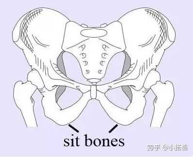 在坐骨上时,骨盆是居中不前倾或后仰的,连带着腰椎也能位于居中的位置