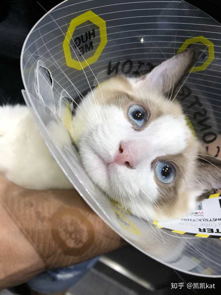 小猫蓝膜褪色后的颜色会怎么变?