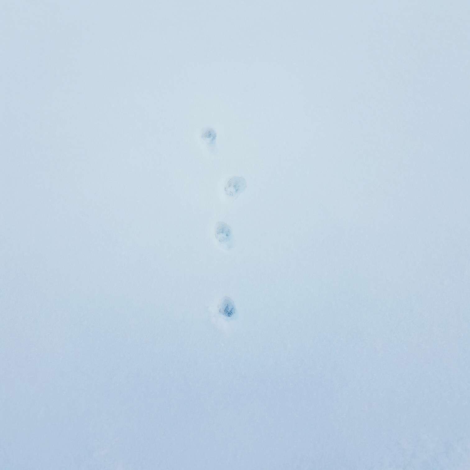 手机摄影# 雪地里的小猫脚印儿和卡在栏杆上的胖橘,不是最棒的照片