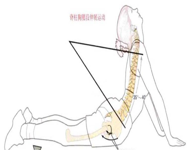 在椎体中间有一个孔,我么叫做椎孔,椎孔连接起来我们叫做椎管,当椎体