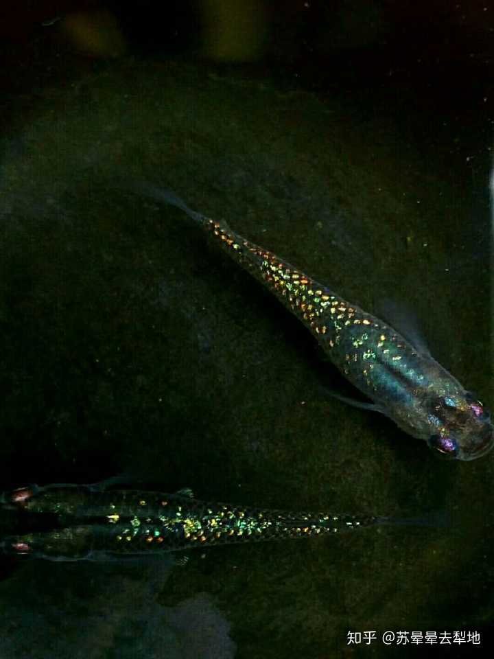 观背青鳉——黑星光