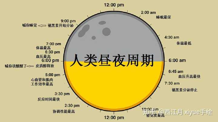 而这项研究就是关于: 生物钟转换对于我们身体机能的影响,以及为什么