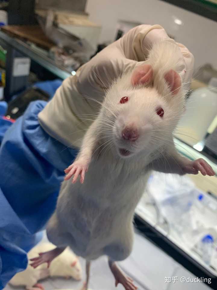 医学生是怎样做到徒手抓小白鼠做解剖的?