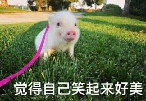 有哪些猪的搞笑图片或者表情包