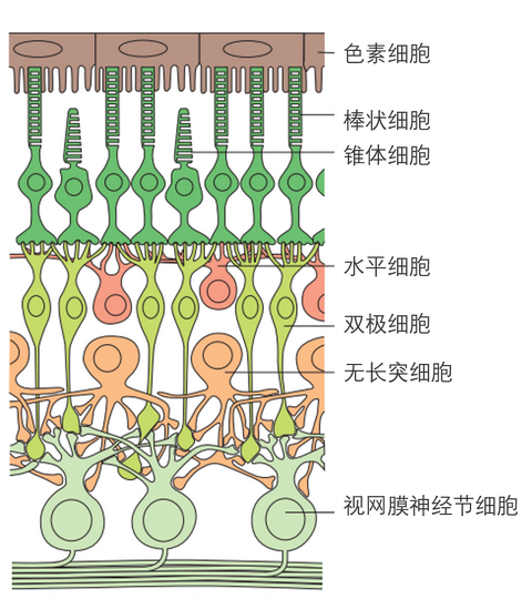 有多种和视觉相关细胞的存在,如棒状细胞,锥体细胞,水平细胞,双极细胞