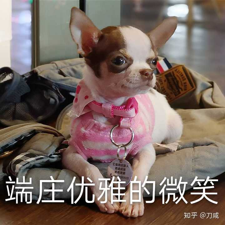 吉娃娃的表情包好沙雕啊,能不能分享一些?