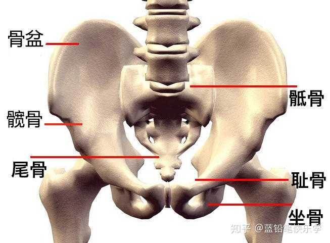 臀部的骨盆是整个骨骼的中心,上到脊柱,下到两腿关节,所完成的动作