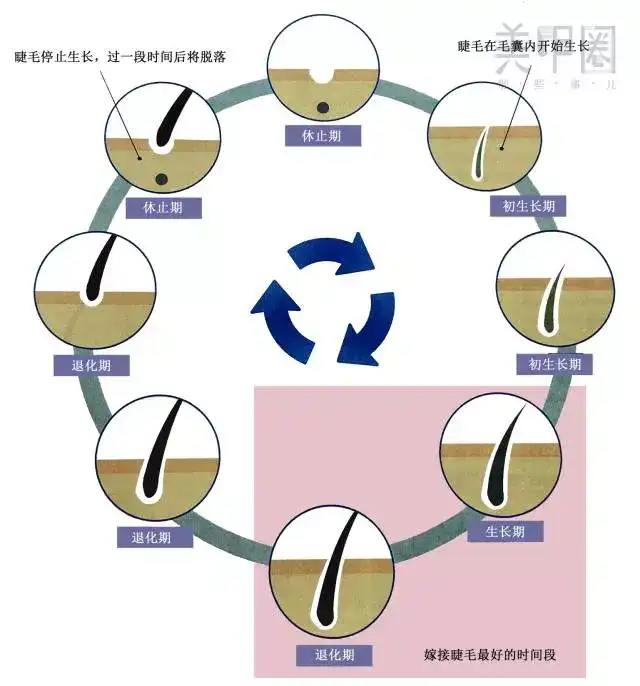 睫毛跟人自身的其他毛发一样都是有生长周期的,睫毛的生长周期分为3个
