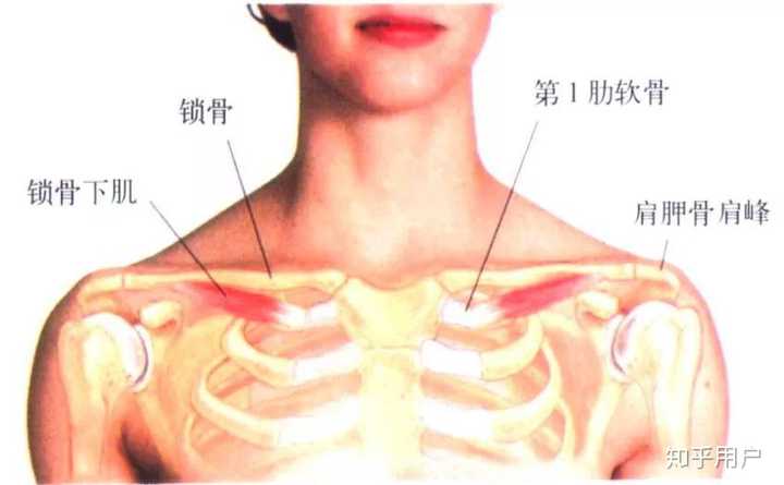 胸锁关节上抬的拮抗肌是什么?