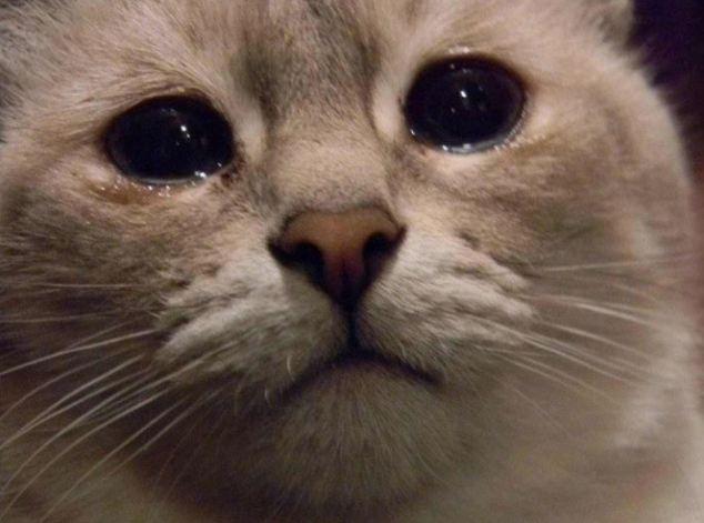 猫咪眼睛流眼泪?