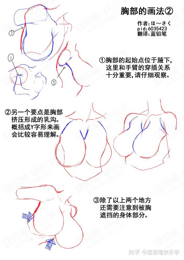 如何画好胸部?