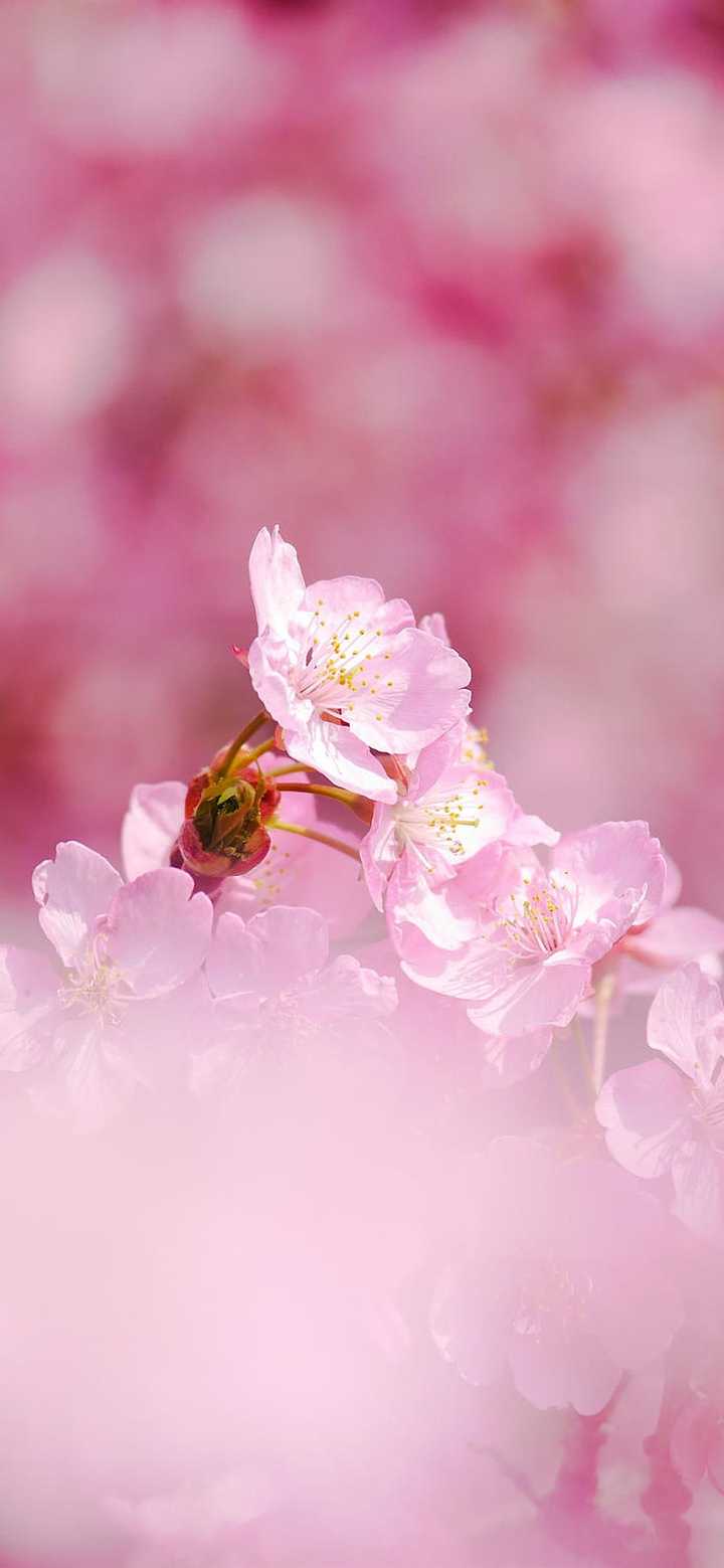 求几张主题是樱花全面屏壁纸.