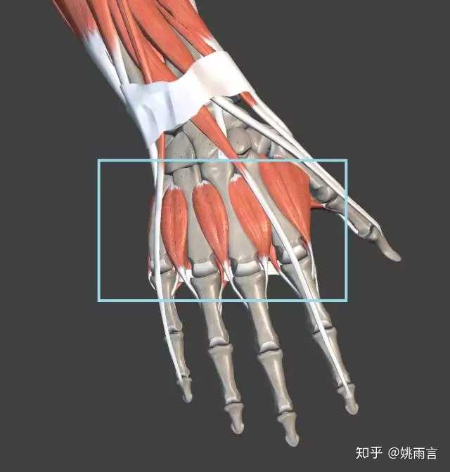 b拇短展肌和拇长展肌: 决定了大指扩张外展的能力【和弦转位时大指