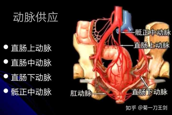 l 直肠神经支配:属交感,副交感神经,向下止于齿状线 l 交感神经:抑制