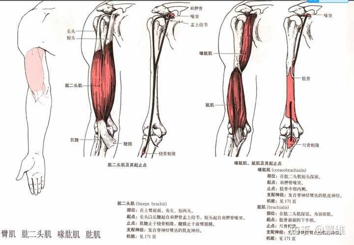 可以发一个圈了肱肌位置的图吗?