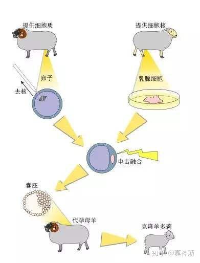 我笑笑:"那是因为创造克隆羊多莉的时候,用的是体细胞,而不是之前惯