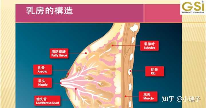 自体脂肪丰胸有什么利弊?