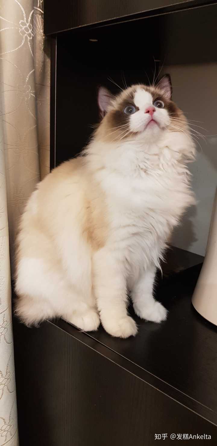 三个月十天的布偶猫,每天吃一百克猫粮还有5cm营养膏正常吗?