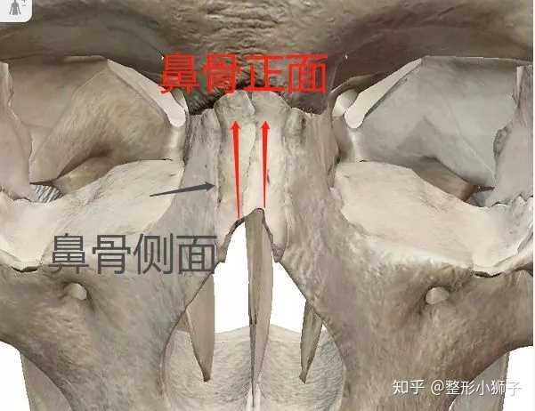 它的主要作用就是支撑鼻背,起始点在鼻梁最凹处,也就是山根,结束点