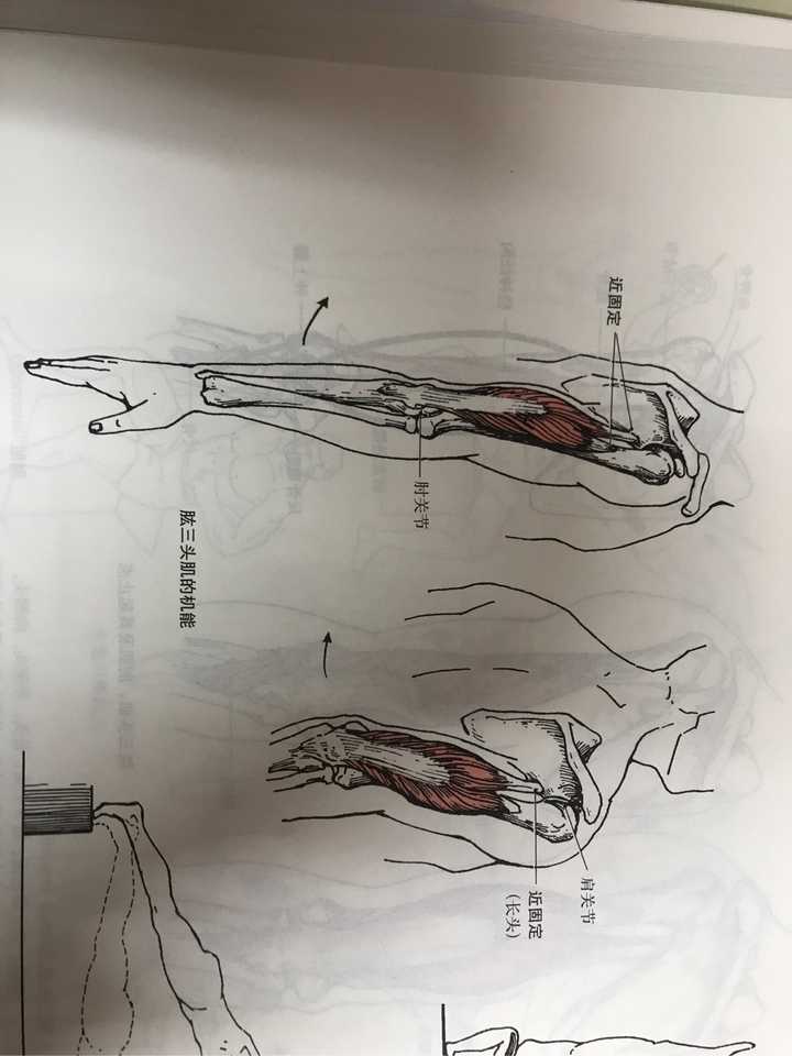 最后补充一下肱三头肌的起止点,讲不清楚,也直接上图.
