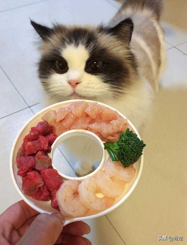 猫咪到底应该吃什么?