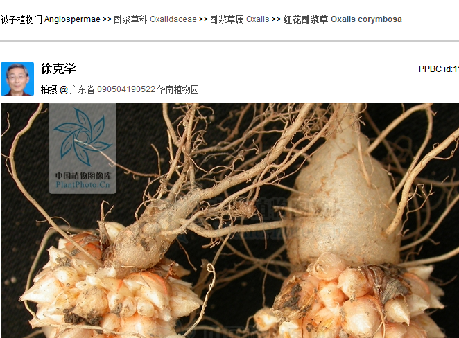 长水晶萝卜的三叶草学名叫什么