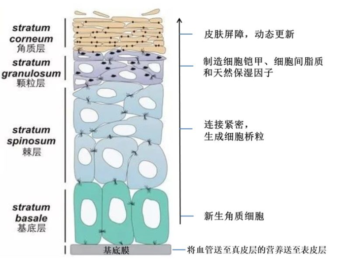 "基底层"是表皮四层结构的最下层,基底层细胞一直处于可分裂的状态